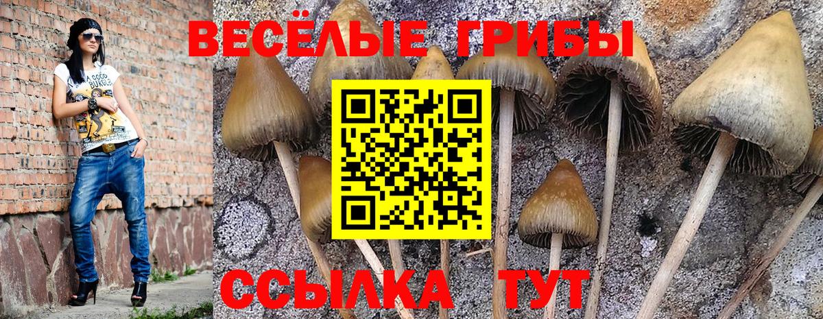 Псилоцибиновые грибы GOLDEN TEACHER  Вход с VPN  Псилоцибиновые грибы прущие грибы  Кимовск 